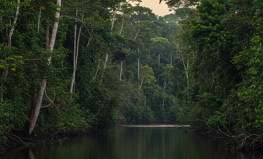 Serene Amazon river at sunset surrounded by lush rainforest and flying birds.