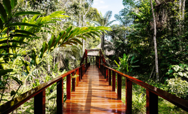 Wooden walkway leading to a jungle lodge surrounded by lush Amazon rainforest.