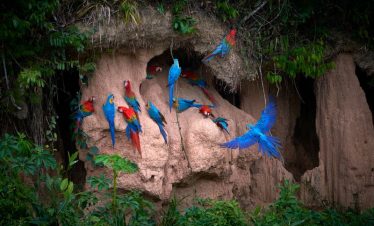 Colorful macaws feeding on a clay lick in Tambopata National Reserve, Madre de Dios, Peru.