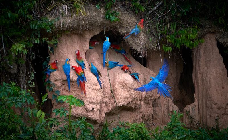 Colorful macaws feeding on a clay lick in Tambopata National Reserve, Madre de Dios, Peru.