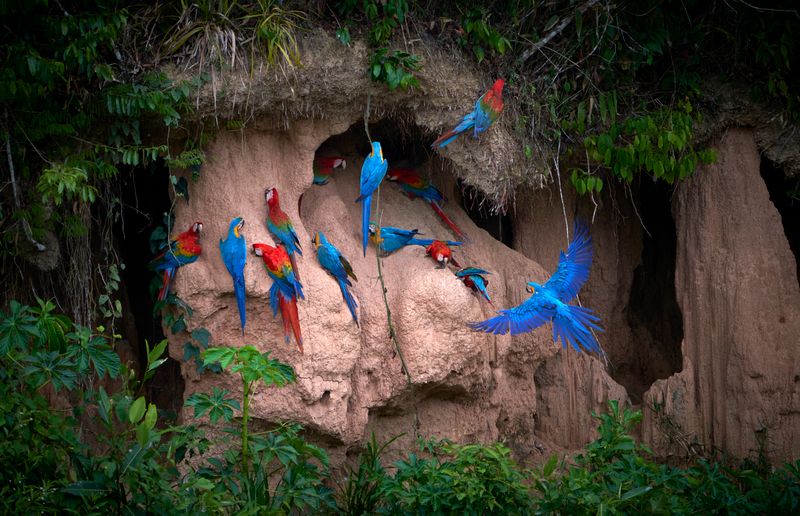 Colorful macaws feeding on a clay lick in Tambopata National Reserve, Madre de Dios, Peru.