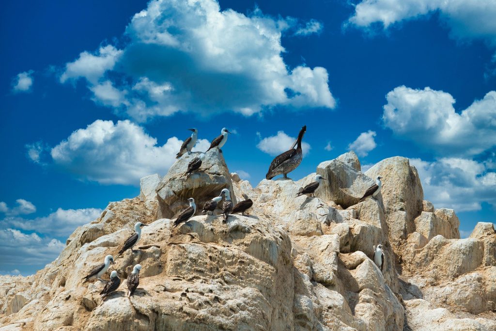 Sea lions and seabirds on the rocky shores of the Ballestas Islands.
