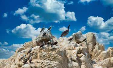 Sea lions and seabirds on the rocky shores of the Ballestas Islands.