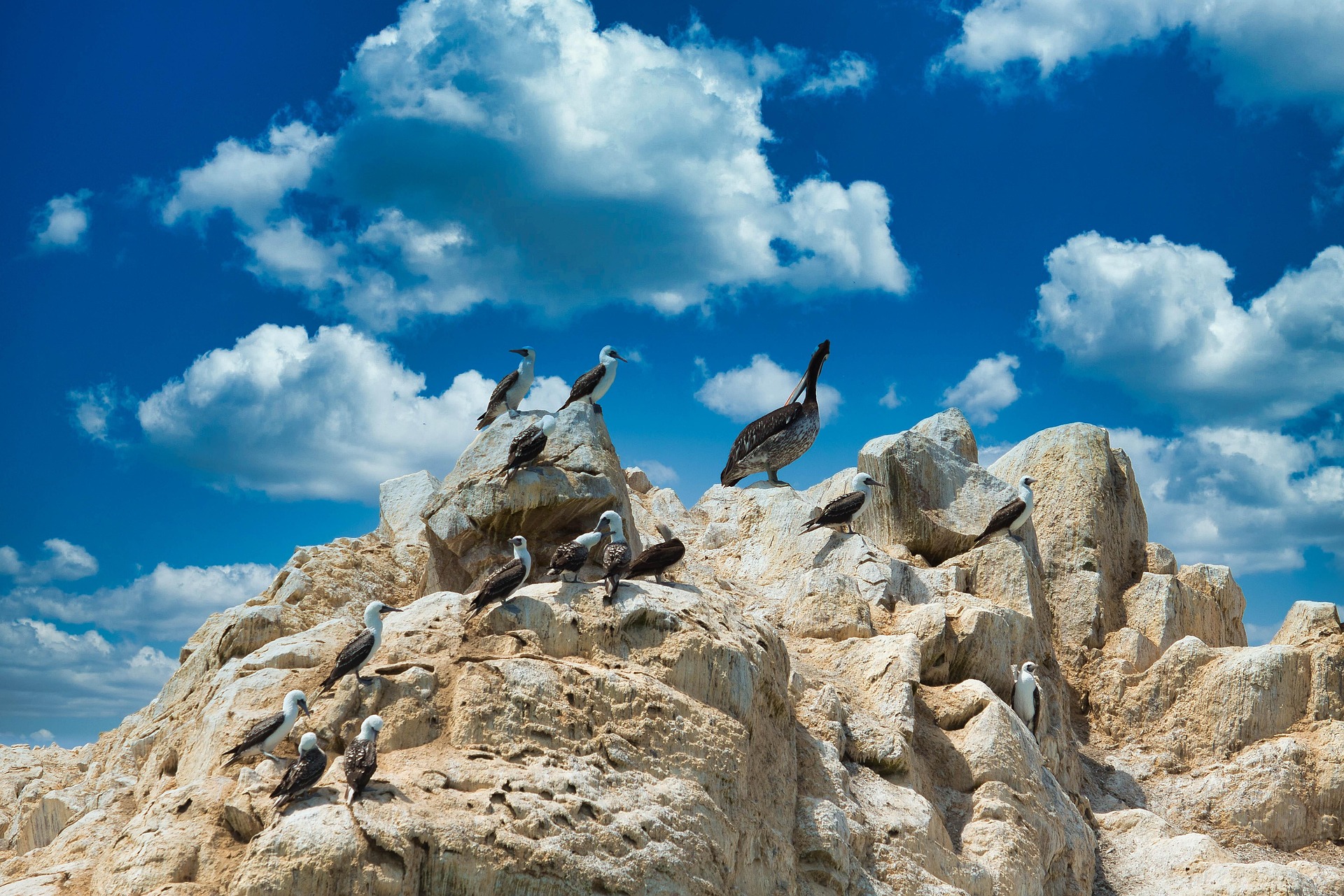 Sea lions and seabirds on the rocky shores of the Ballestas Islands.